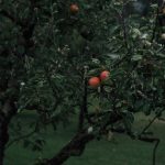 apple-tree-7363143_1920