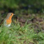 Rouge-gorge - Photo Romain Decan