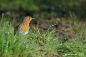 Rouge-gorge - Photo Romain Decan