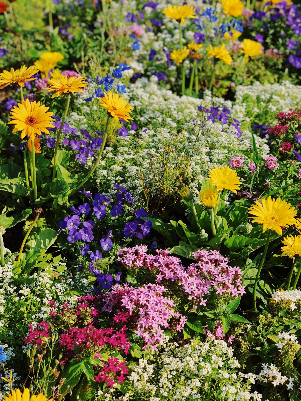 Image montrant un massif de fleurs multicolores.