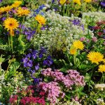 Image montrant un massif de fleurs multicolores.