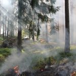 Image montrant une forêt de conifères avec plusieurs départs d'incendie au sol dans la mousse.