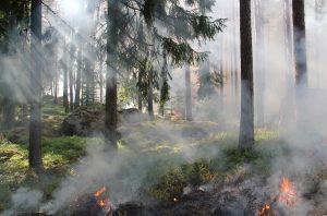 Image montrant une forêt de conifères avec plusieurs départs d'incendie au sol dans la mousse.